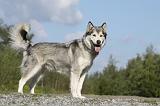ALASKAN MALAMUTE 408